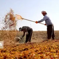 کشمش سبزه تیزابی و انگوری