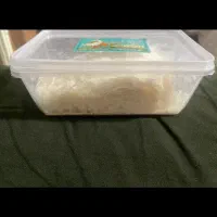 پشمک حاج بادام نون یزدی ونبات پرده ولقمه یزدی|خوردنی و آشامیدنی|مشهد, آیت الله کاشانی|دیوار