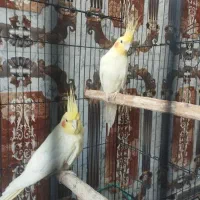 عروس هلندی یک جفت|پرنده|ریگان, |دیوار