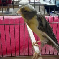 قناری ماده|پرنده|اصفهان, محله سفلی|دیوار