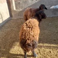 بره قوچ همو و قوچ چهار دندون هترو و چبش یک زایمان|حیوانات مزرعه|نیشابور, دارایی|دیوار