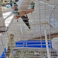 فروش سه تا عروس هلندی زیبا و سالم و سرحال با تخفیف