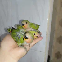 جوجه کوتوله|پرنده|زاهدان, |دیوار