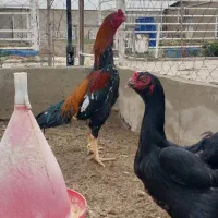 جوجه لاری اصیل دانگ‌ بالا مشکی طوسی