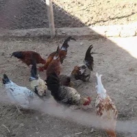 ۸ عدد خروس ۶ ماهه