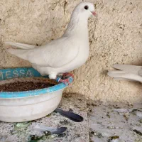 کبوتر پرشی تهرانی|پرنده|مسجد سلیمان, |دیوار