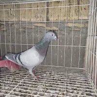 سه.عددکبوتر‌پلاکی‌مسافتی‌پدر‌مادر‌نشسته|پرنده|مسجد سلیمان, |دیوار