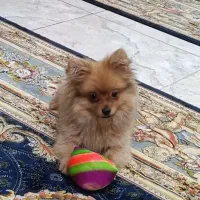 سگ پامر بازیگوش و باهوش سه ماهه دارای شناسنامه|سگ|آستارا, |دیوار