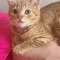 فروش۱عدد گربه از نژاد بریتیش اصیل قیمت۸تومان|گربه|رودسر, |دیوار