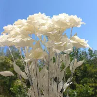 هدیه روز مادر شاخه گل دسته ۲۰ تایی