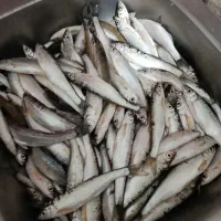 فروش کولی و اسلک