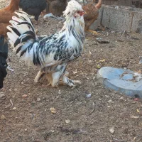 تخمرغ نطفه دار گلین سلطان گردن لخت|حیوانات مزرعه|رفسنجان, |دیوار