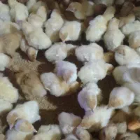 جوجه اردک وجوجه رنگی وجوجه بغلمون موجوده