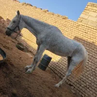 اسب|اسب و تجهیزات اسبسواری|یونسی, |دیوار