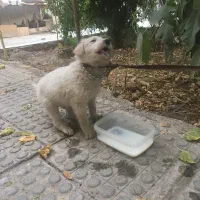 توله فروشی