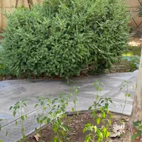 سرایدار