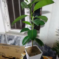 گیاه فیکوس