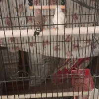 فنچ یک جفت ۱۰۰تومان|پرنده|خمینیشهر, |دیوار