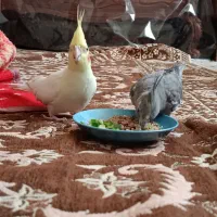 یه جفت عروس هلندی
