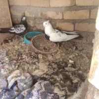 نر دم سیاه و جوجه دم سیاه