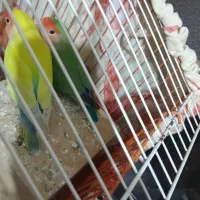 طوطی برزیلی نرو ماده|پرنده|تهران, خاوران|دیوار