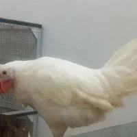 خروس|حیوانات مزرعه|کرمانشاه, |دیوار