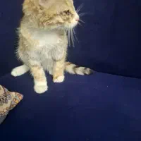 گربه
