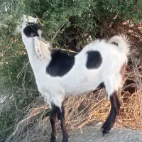 فروش نری پاکستانی|حیوانات مزرعه|رودان, |دیوار
