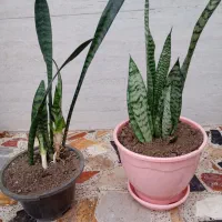 گل سانسوریا