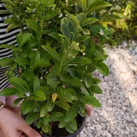 حدود ۲۰۰عدد شمشاد ۳ساله موجوده قیمت ۱۴|حراج|عباسآباد, |دیوار