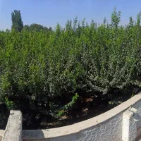 زمین خوش قیمت،لوکیشن تاپ،ویلاشهرکی.تهراندشت.سرخاب|فروش زمین و ملک کلنگی|هشتگرد, تهران دشت|دیوار
