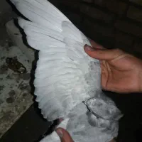 کبوتر