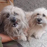 نرماده شیتزو|سگ|کرمان, |دیوار