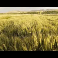 گندم آبی فرانسوی رقم آناپورنا|عمده‌فروشی|بلداجی, |دیوار