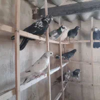 کفتر|پرنده|قم, آزادگان|دیوار