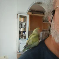 طوطی نگو بلا بگو با قفسم میدم|پرنده|ساری, |دیوار