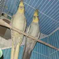 عروس هلندی