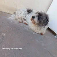 سگ ماده شیتزو|سگ|بوکان, |دیوار