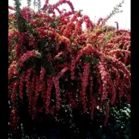 سالن بزرگ برای نگه داری زرشک درمیان