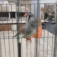 فنچ زبرا انگلیسی|پرنده|تهران, خزانه|دیوار