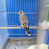 سهره جوجه قفس