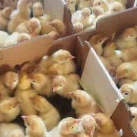 جوجه بوقلمون بیوتی سیکس درجه یک