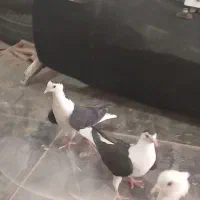 جوجه|پرنده|سبزوار, جهاد کشاورزی|دیوار