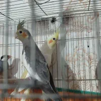 عروس هلندی فنج