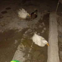 ۲ اردک یکی ماده یکی نر