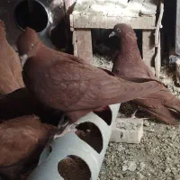 کفتر|پرنده|بجستان, |دیوار