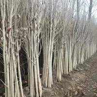 نهال نیگرا ترکیه ارزان و پرفروش با گارانتی رشد