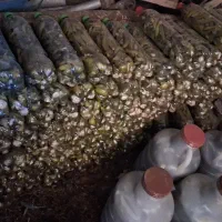 خیارشورمخصوص ،تازه
