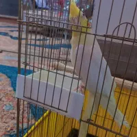 عروس هلندی مرغ عشقم مینا کاکادو ماکاعو لوتیتو|پرنده|بومهن, |دیوار