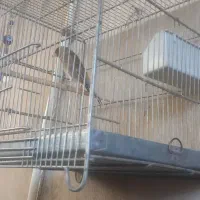سهره قناری بخون|پرنده|پاکدشت, پاکدشت (مامازند)|دیوار